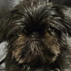 Brussels Griffons from BamaBrussels
