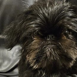 Brussels Griffons from BamaBrussels