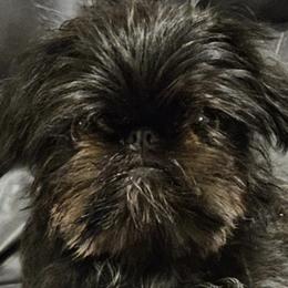 Brussels Griffons from BamaBrussels