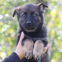 Blue Collar - Finnegan - Sable male German Shepherd puppy in Augusta, West Virginia from Cricket Hollow Canines