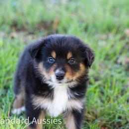 Mocha - Black tri-color male Australian Shepherd puppy in Stephenville, Texas from AW Standard Aussies