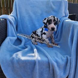 Blue Collar - Harlequin male Great Dane puppy in Alton, Illinois from Show Me Great Danes and Basset Hounds
