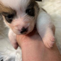 Red Boy 3 - Red male Pembroke Welsh Corgi puppy in Mountain View, Hawaii from Celtic Corgis