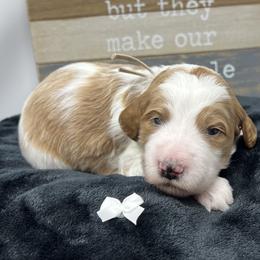 White Male - Parti male Goldendoodle puppy in Great Falls, Montana from Montana Goldendoodles