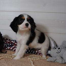 Alice - Tri-color female Cavalier King Charles Spaniel puppy in Mountain Grove, Missouri from Dogwood & Sassafras Companions