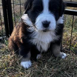 Australian Shepherd Puppies from Hamilton Farms