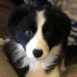 Border Collies from Stargazer Border Collies