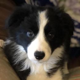 Border Collies from Stargazer Border Collies
