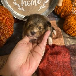 Shetland Sheepdog Puppies from Clark Kennel Shelties
