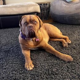Dogue de Bordeaux All Grown Up from Robin Newland's Dogue de Bordeaux Puppies