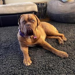 Dogue de Bordeaux All Grown Up from Robin Newland's Dogue de Bordeaux Puppies