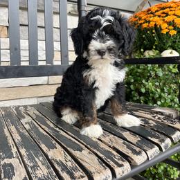 Aiden - Tri-color male Bernedoodle puppy in Holtwood, Pennsylvania from Country Ridge Puppies