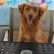 Nova Scotia Duck Tolling Retriever All Grown Up from Dtails Tollers