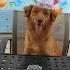 Nova Scotia Duck Tolling Retriever All Grown Up from Dtails Tollers
