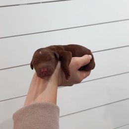 Brownie - Red  male Goldendoodle puppy in Rio Linda, California from GoldendoodlePaw