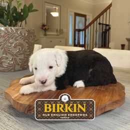 Birkin - Gray and white female Old English Sheepdog puppy in Cleveland, Tennessee from Narrow Path Old English & Sheepadoodles