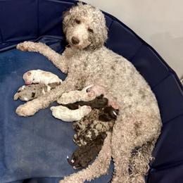 Goldendoodle, Golden Mountain Doodle, and Poodle Puppies from Victoria’s Designer Doodles