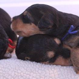 Airedale Terrier puppies from Spindletop Airedale Terriers