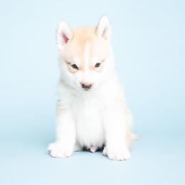 Lee - Red and white male Siberian Husky puppy in Meadow Vista, California from Thistle Hill Siberians