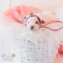 Bernedoodle and Goldendoodle Puppies from Hommel’s Mini Darling Doodles
