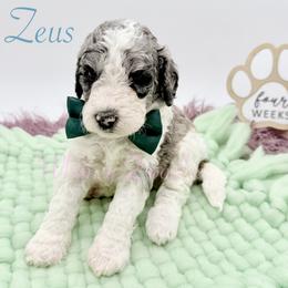 Zeus - Blue merle male Bernedoodle puppy in Omaha, Nebraska from Whimsy Doodles