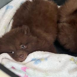 Java - Chocolate female Pomeranian puppy in Bristol, Connecticut from Mala Poms
