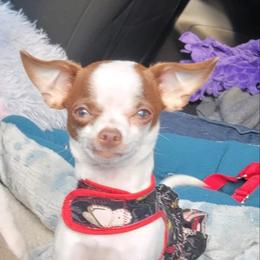 Chihuahuas from Michile's Chihuahuas