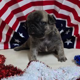 Dark Brindle Boy (red toe) - Brindle male Pug puppy in Tulsa, Oklahoma from Locust Creek Pugs & Japanese Chin's
