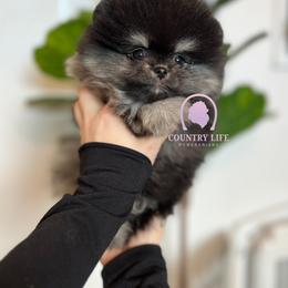Pomeranian Puppies from Country Life Pomeranians