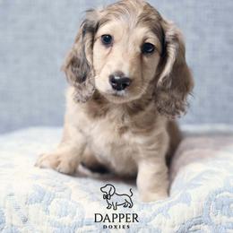 Chip - Dapple male Dachshund puppy in Brooksville, Florida from Dapper Doxies