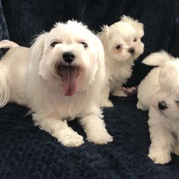 Maltese Puppies from May-Fam Maltese