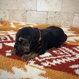 Denver - Black and tan female Bloodhound puppy in Marvell, Arkansas from Hat Creek Kennel