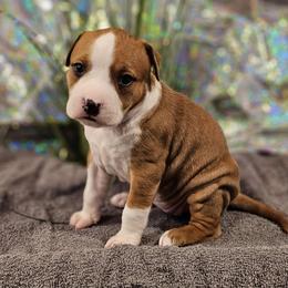 Girl 2 - Red female American Staffordshire Terrier puppy in Springfield, Illinois from Prairieland Kennels