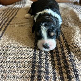 Tank - Tri-color male Bernedoodle puppy in Arabi, Georgia from Huckadoodle Farm