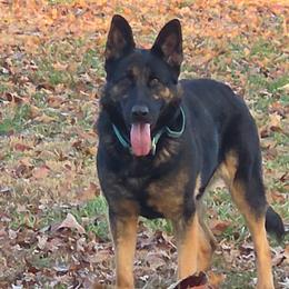 Hyca - German Shepherd