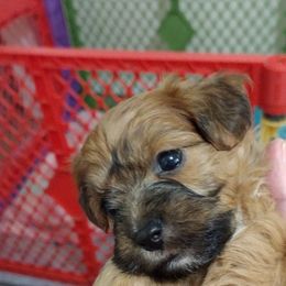Penelope - Red sable female Havanese puppy in Cleveland, Texas from 7th Heaven Havanese of Texas