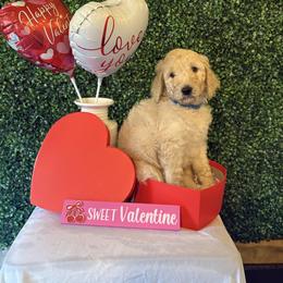 Atlas - Cream male Poodle puppy in Petal, Mississippi from Petal Poodles