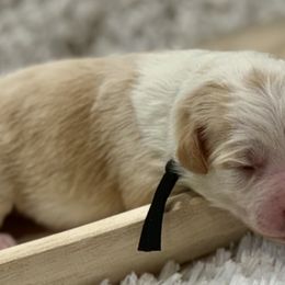 Aussiedoodles, Miniature Australian Shepherds, and Toy Australian Shepherds from River Hill Ranch