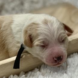 Aussiedoodles, Miniature Australian Shepherds, and Toy Australian Shepherds from River Hill Ranch