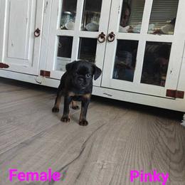 Brussels Griffon Puppies from Little Griffons