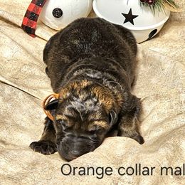 Boy 1 - German Shepherd puppy from Dunkelheit zu Licht German Shepherd K9