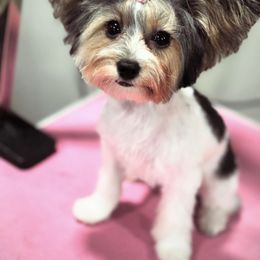Penny Janae - White Yorkipoo puppy in Waldorf, Maryland from Luv My Yorkies, LLC