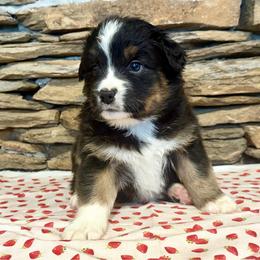 Atlas - Black tri-color male Australian Shepherd puppy in Red Springs, North Carolina from Julia Rose Ranch