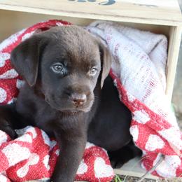 Labrador Retriever Puppies from Camden's Caring Canines