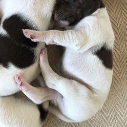 German Shorthaired Pointer Puppies from Chasing Kaya