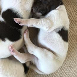 German Shorthaired Pointer Puppies from Chasing Kaya