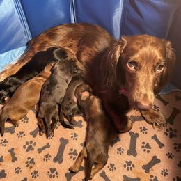 Dachshund Puppies from Doxie Gang
