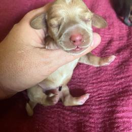 Lancelot - Red male Dachshund puppy in Brave, Pennsylvania from Maple Moon Mini Dachshunds
