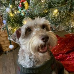 Coco - Liver male Miniature Schnauzer puppy in Carriere, Mississippi from Sassy Schnauzers