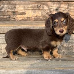 Levi (PET ONLY) - Chocolate and cream male Dachshund puppy in Muldrow, Oklahoma from Sassy Sausage Dogs